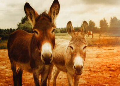 two brown donkeys
