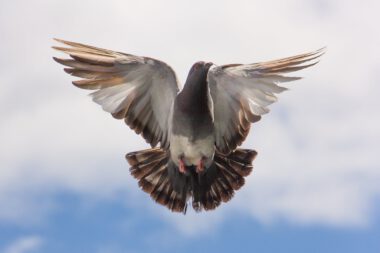 flight pigeon twig