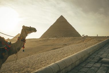 camel standing against famous great pyramids in egypt