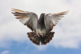 brown and white flying bird on blue sky